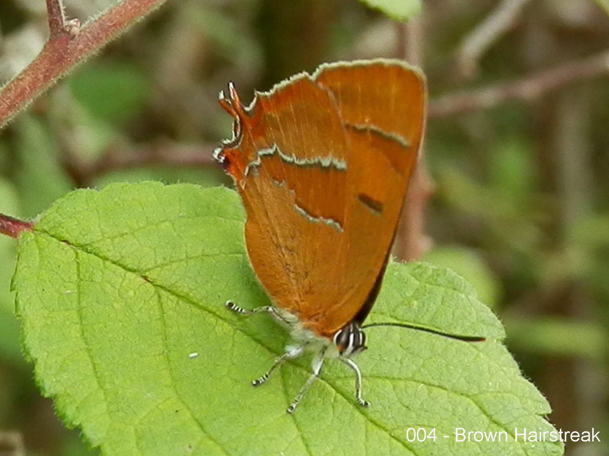 004 - Brown Hairstreak
